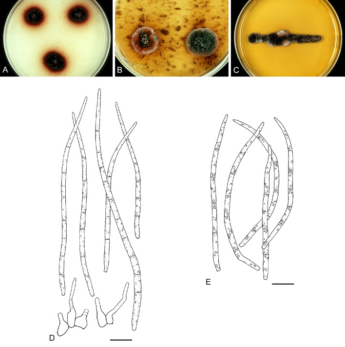 Fig. 30.