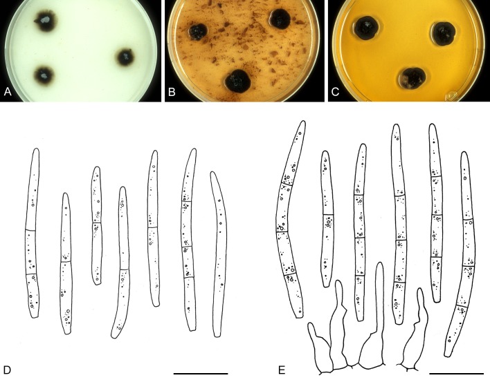 Fig. 18.