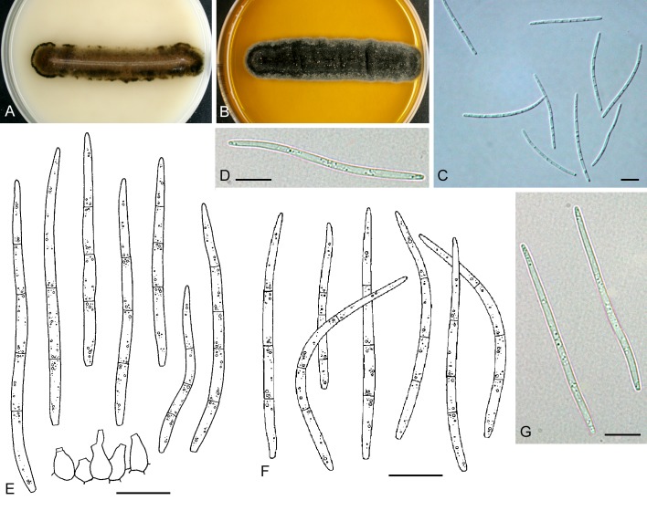 Fig. 32.