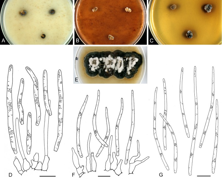 Fig. 45.