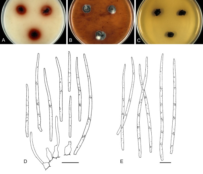 Fig. 36.