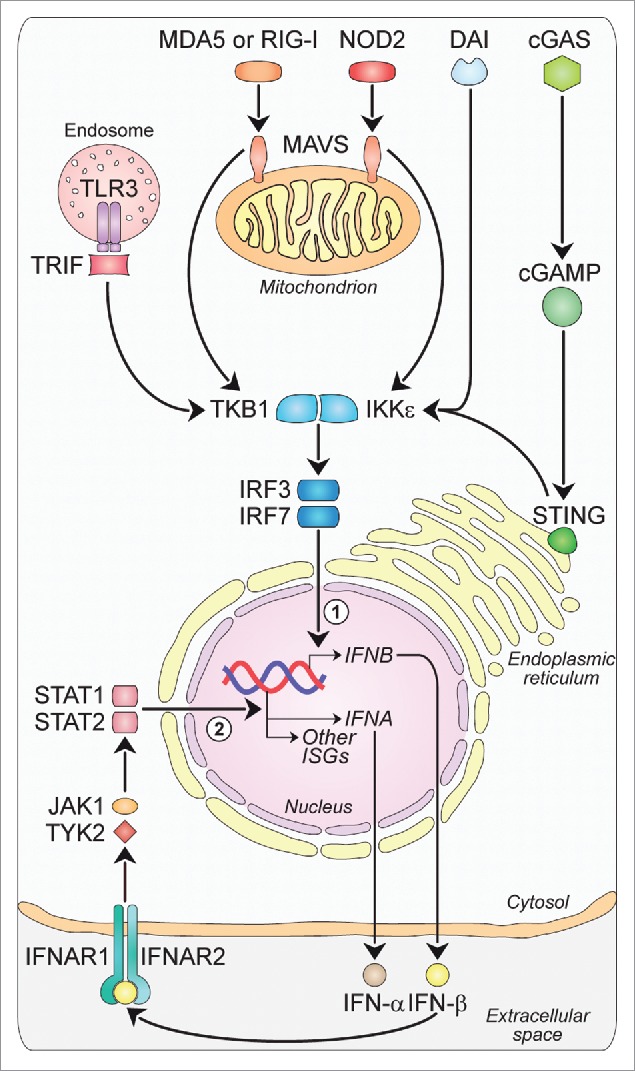 Figure 1.