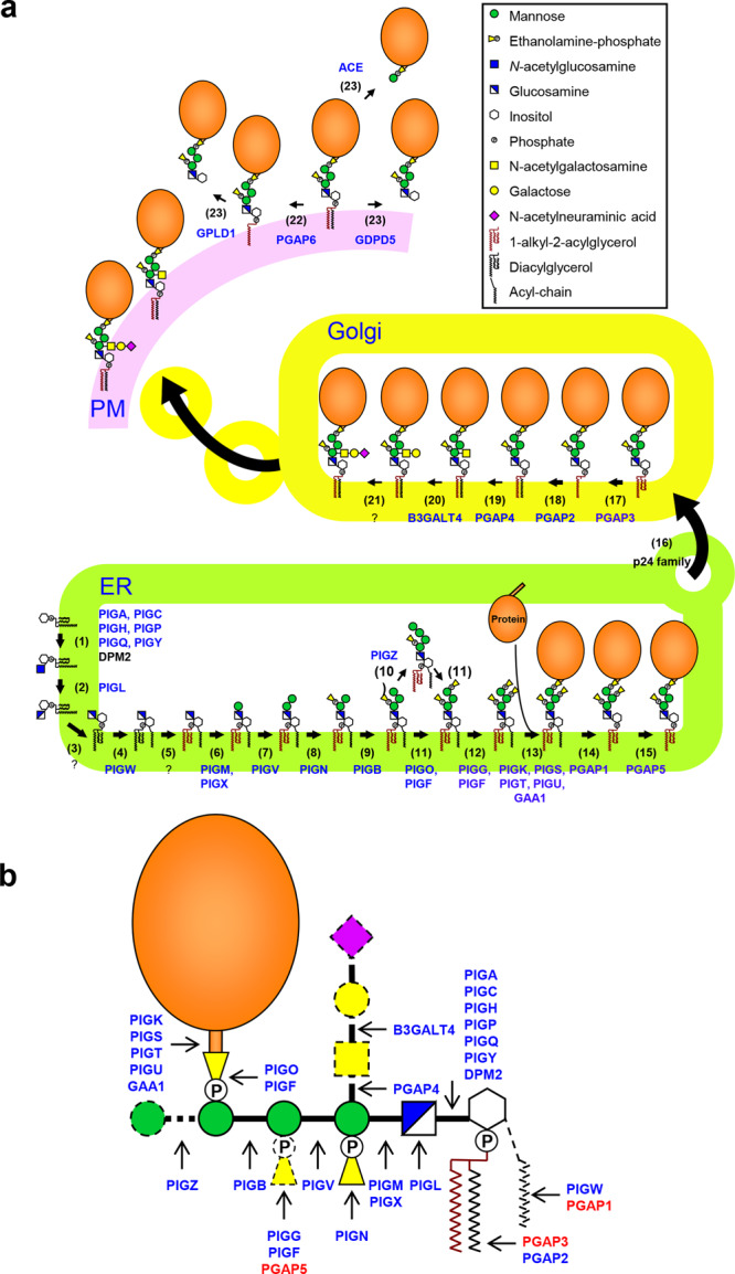 Fig. 1