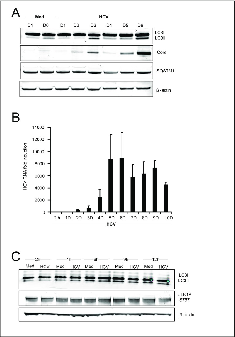 Fig. S1.