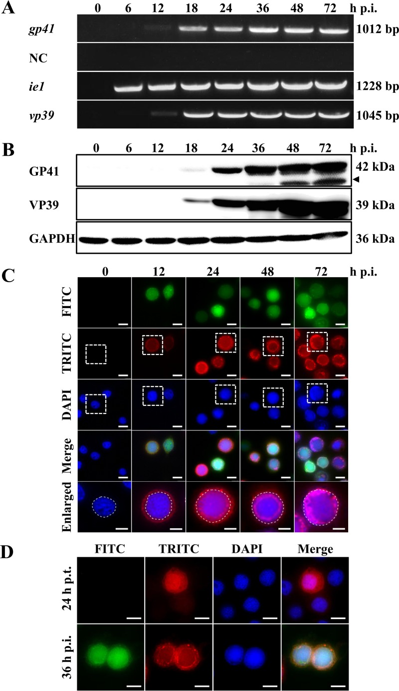 FIG 1