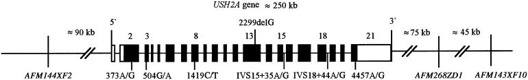 Figure  1