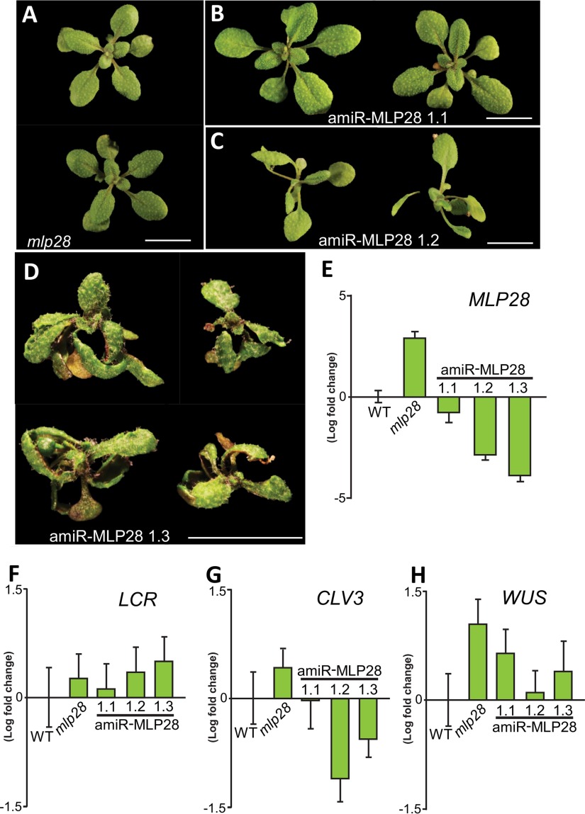 Fig. 6.