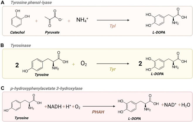 FIGURE 3