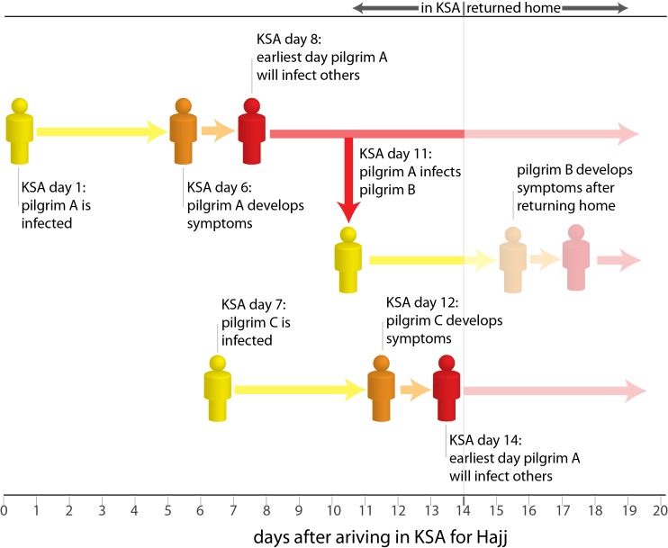 Is a major outbreak of MERS-CoV likely during the Hajj? Factors making a major outbreak unlikely: The generation time of an infectious disease is the time between when an individual is infected and the time at which they infect any subsequent cases. The average generation time for MERS-CoV is estimated to be around 10 days, and it is highly unlikely that a case will cause any subsequent infections prior to 7 days after infection.11 Only Hajj pilgrims infected early in their stay in KSA will have the opportunity to infect additional pilgrims themselves, and those they infect are extremely unlikely to cause additional infections. Hence, it is unlikely to see more than two generations of transmission during the Hajj, an insufficient number of generations to cause a major outbreak. Most Hajj pilgrims do not mix with locals or visit locations other than the Hajj area (Makkah and Madinah), reducing their opportunities to be infected. The figure below provides an example: pilgrim A is infected on the first day of his stay in KSA for the Hajj, but is unlikely to infect anyone else until 7 days later, 8 days after arriving in KSA. Pilgrim A eventually infects pilgrim B 10 days after being infected (the average generation time of MERS-CoV). Pilgrim B does not develop symptoms until returning home from the Hajj, and causes no onward transmission during his stay in KSA. Pilgrim C is only infected on day 7 of her visit, but does not cause secondary infections at the Hajj as she only develops symptoms just before leaving KSA. There is the possibility of onward transmission, and potentially large outbreaks, after pilgrims return to their home countries; however, such outbreaks lie outside the scope of this analysis. Factors that could lead to a major outbreak: While multiple generations of transmission are unlikely, some types of unexpected events could lead to significantly more cases than predicted here. Super spreading events where a single MERS-CoV infected animal or human causes a large number of cases are possible. Viral mutations that shorten the generation time or lead to more efficient transmission are unlikely, but could also cause a significant outbreak if they were to occur.