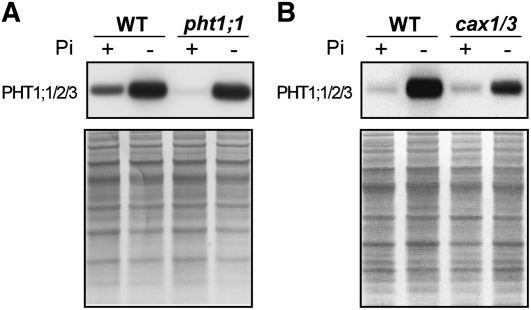 Figure 7.