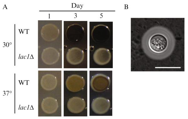 Figure 33.6