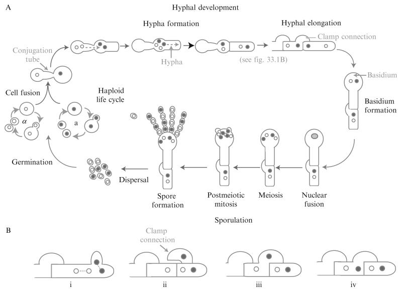 Figure 33.1