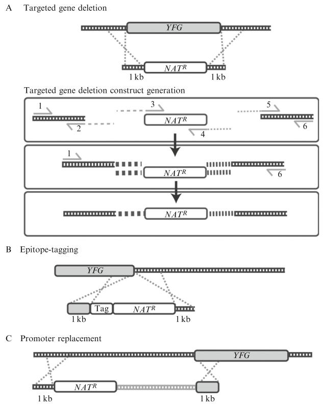 Figure 33.2