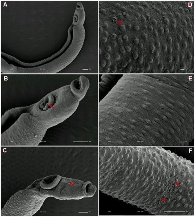 Figure 10