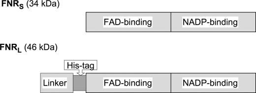 FIGURE 1.