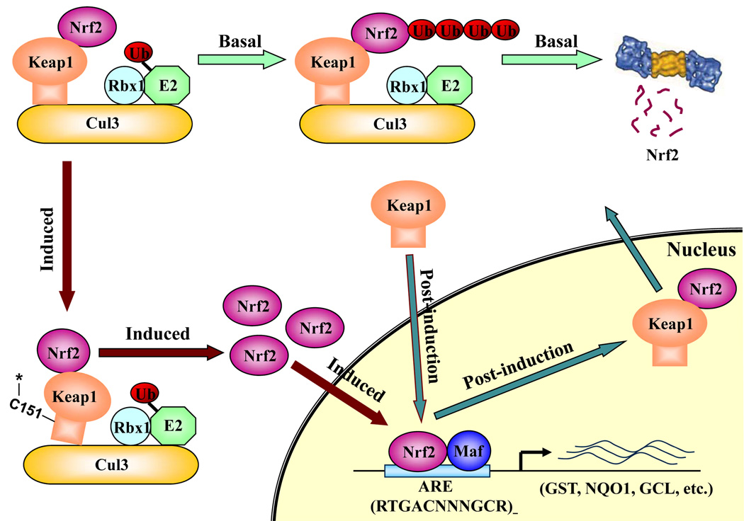 Dual Roles of Nrf2 in Cancer - PMC