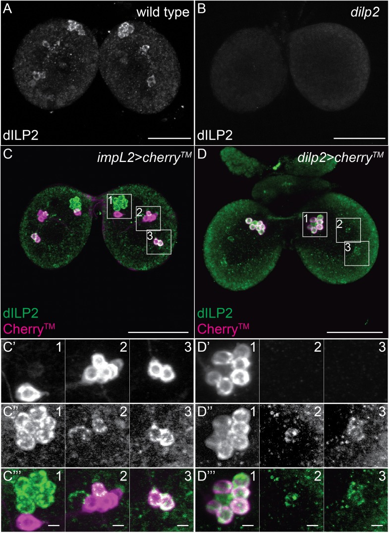 Figure 2—figure supplement 1.