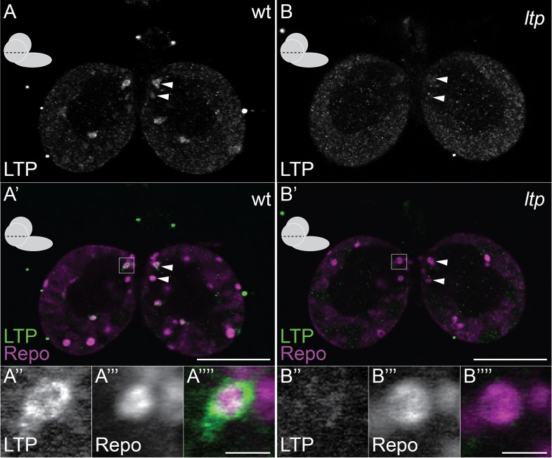 Figure 1—figure supplement 2.