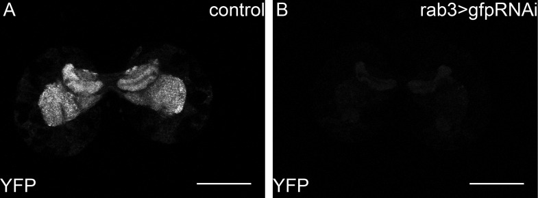 Figure 6—figure supplement 1.