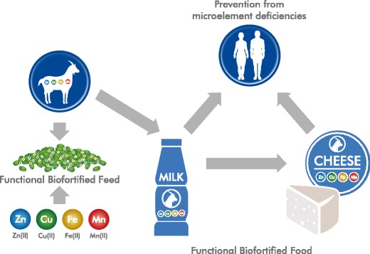 Graphical Abstract