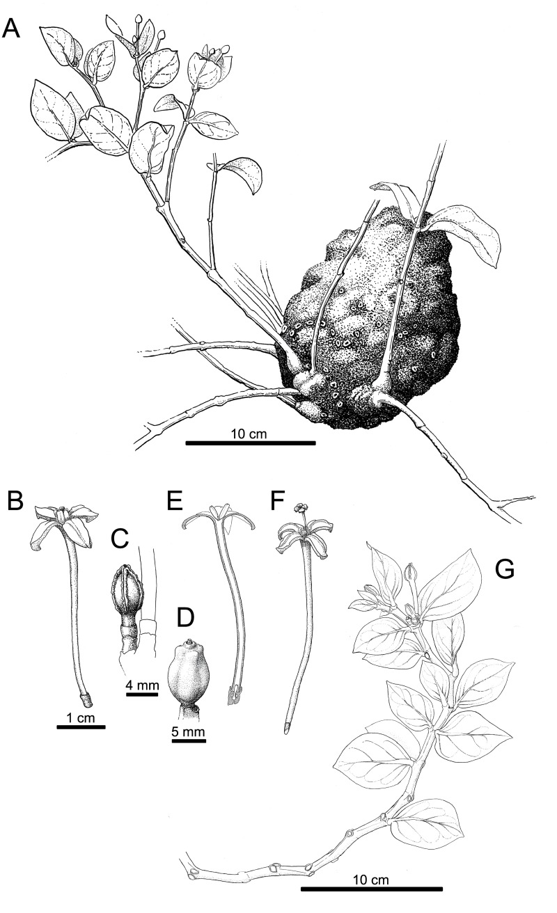 Fig 4