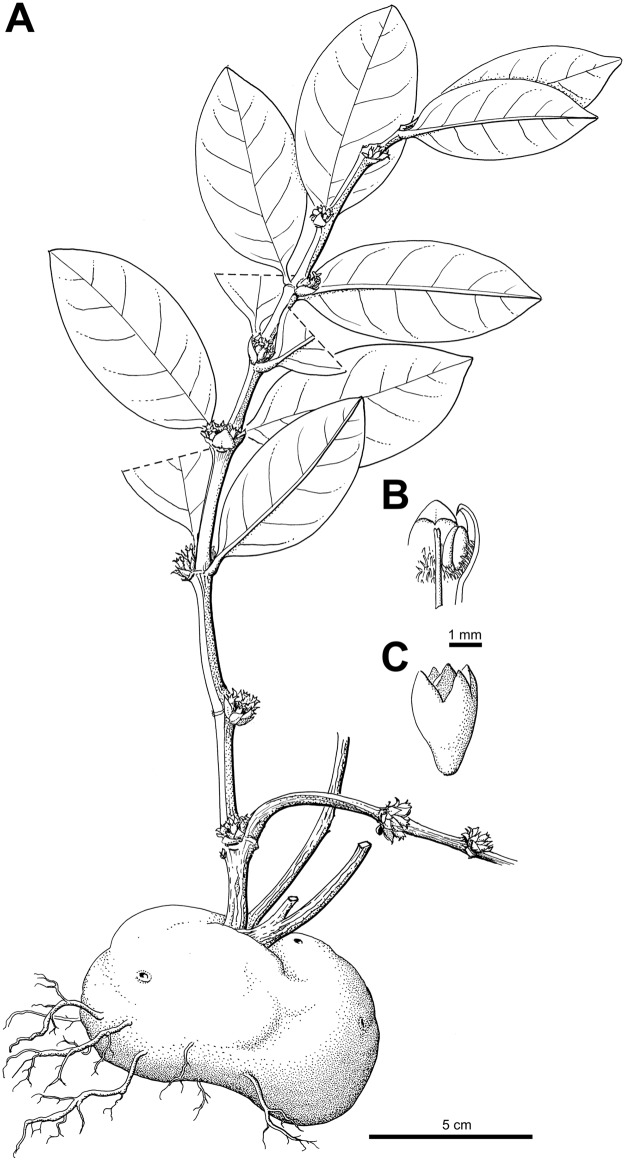 Fig 10