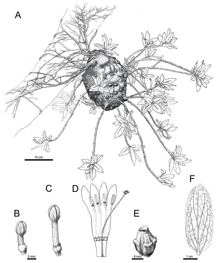 Fig 8