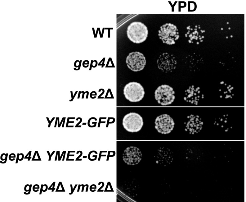 Figure 4—figure supplement 1.