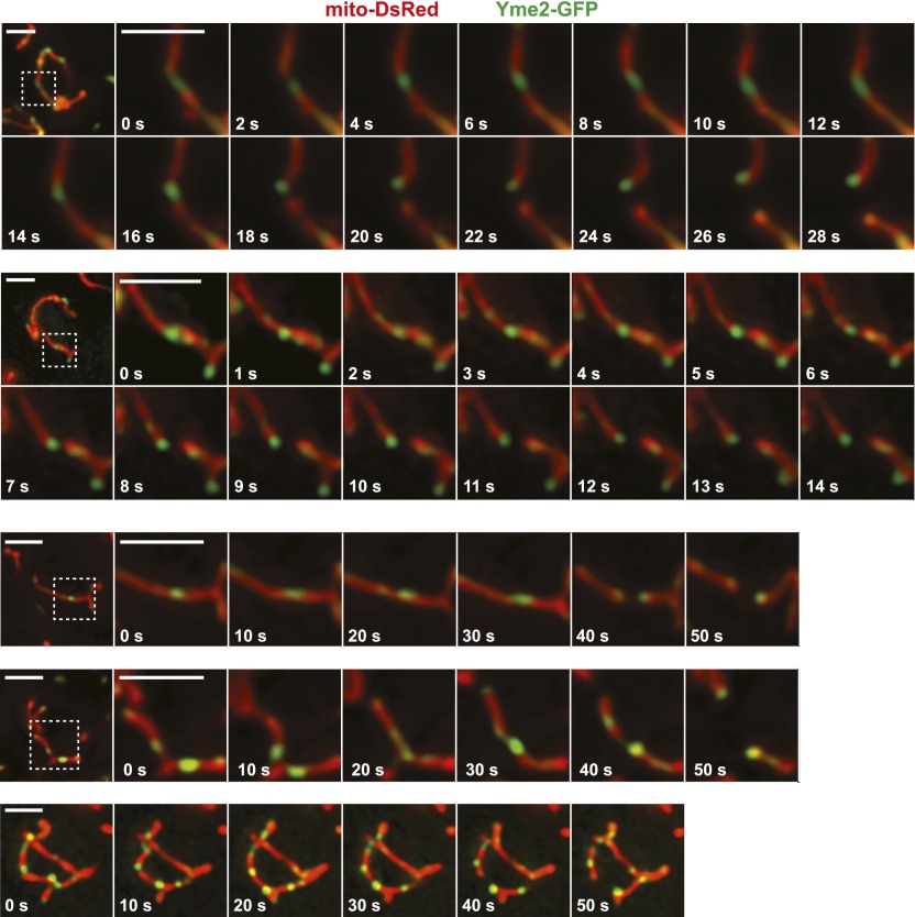 Figure 4—figure supplement 3.