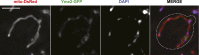 Figure 4—figure supplement 2.