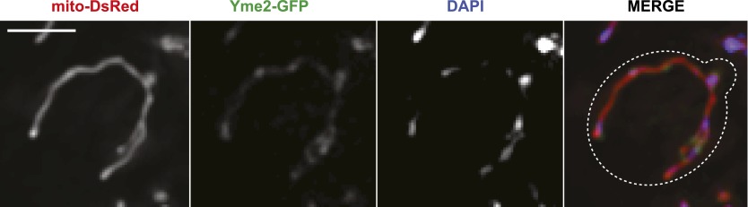 Figure 4—figure supplement 2.