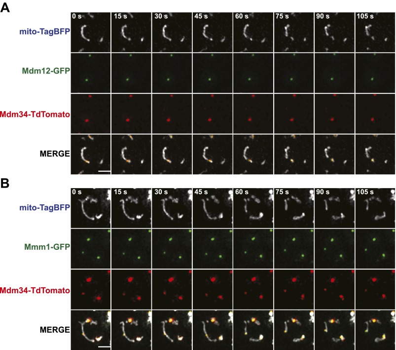 Figure 1—figure supplement 1.