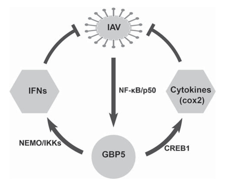 Fig. 8