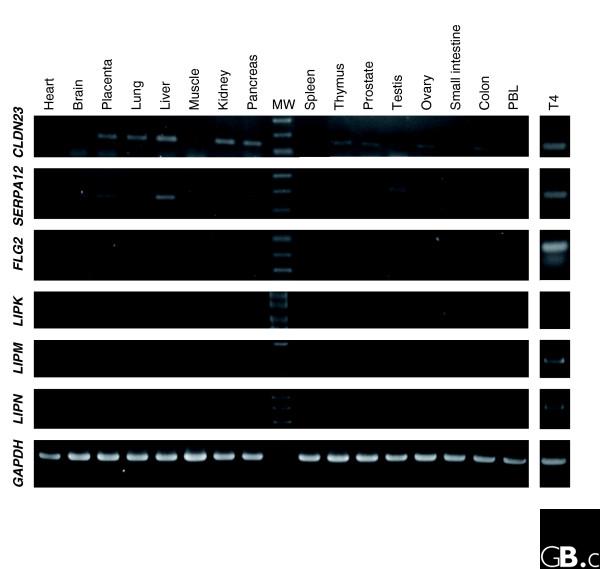 Figure 4