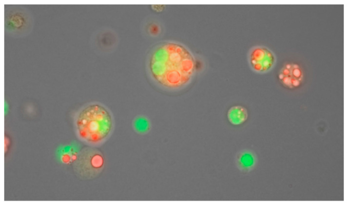 Figure 15