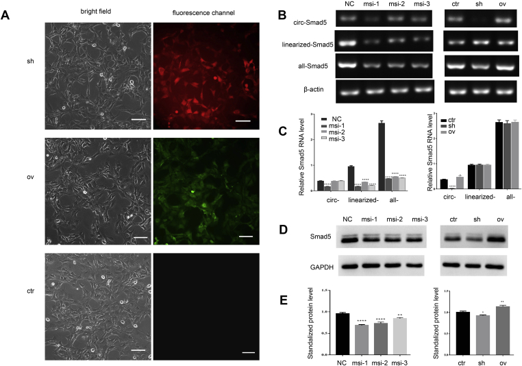 Figure 2