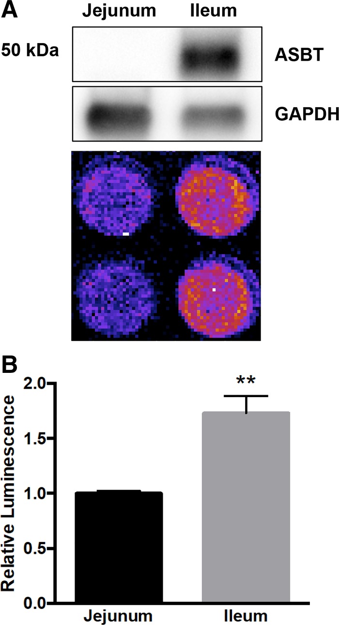 Fig. 8.