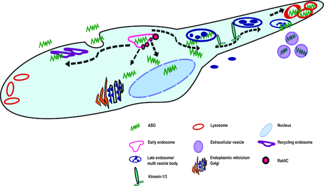 Figure 11.