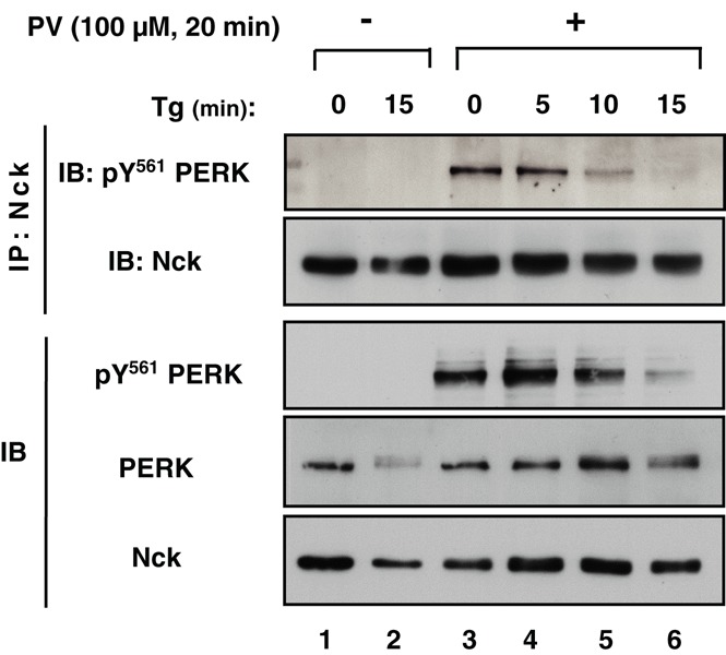 FIGURE 6: