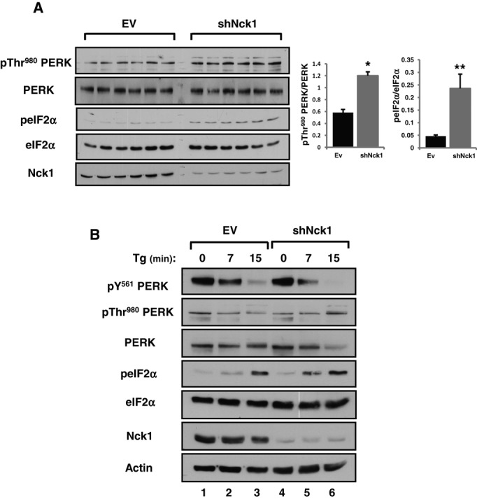 FIGURE 7: