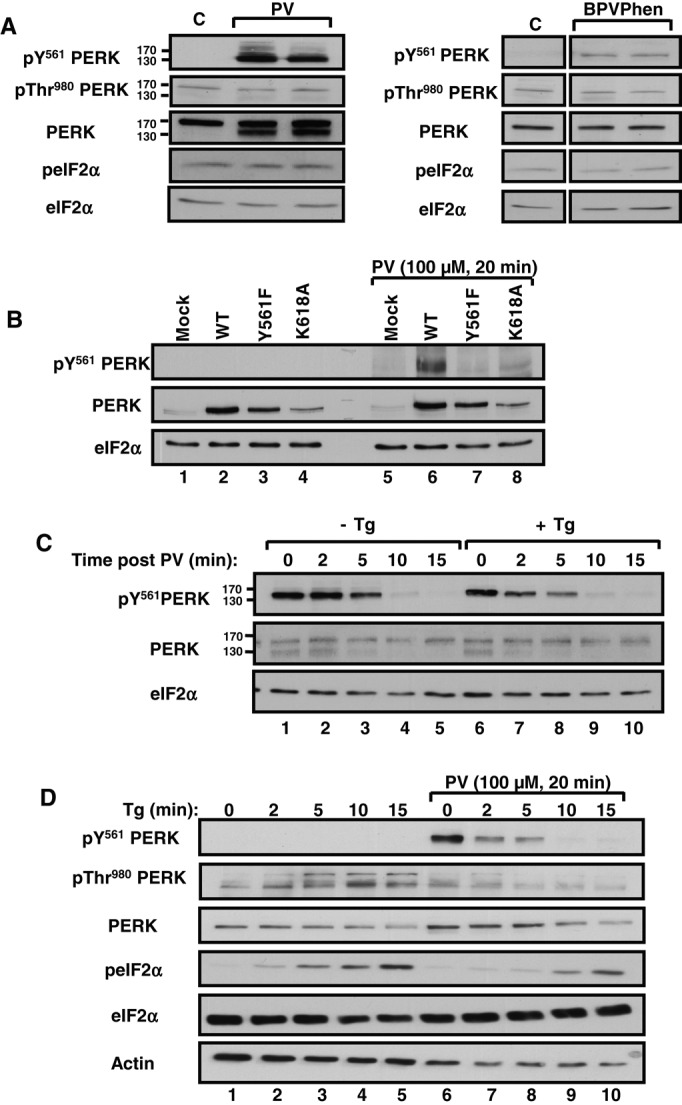 FIGURE 5: