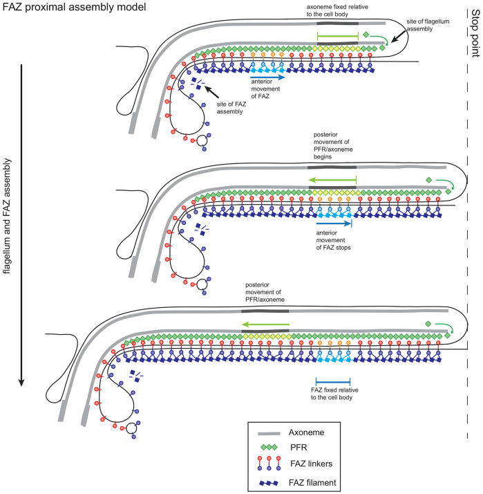 Fig. 7.