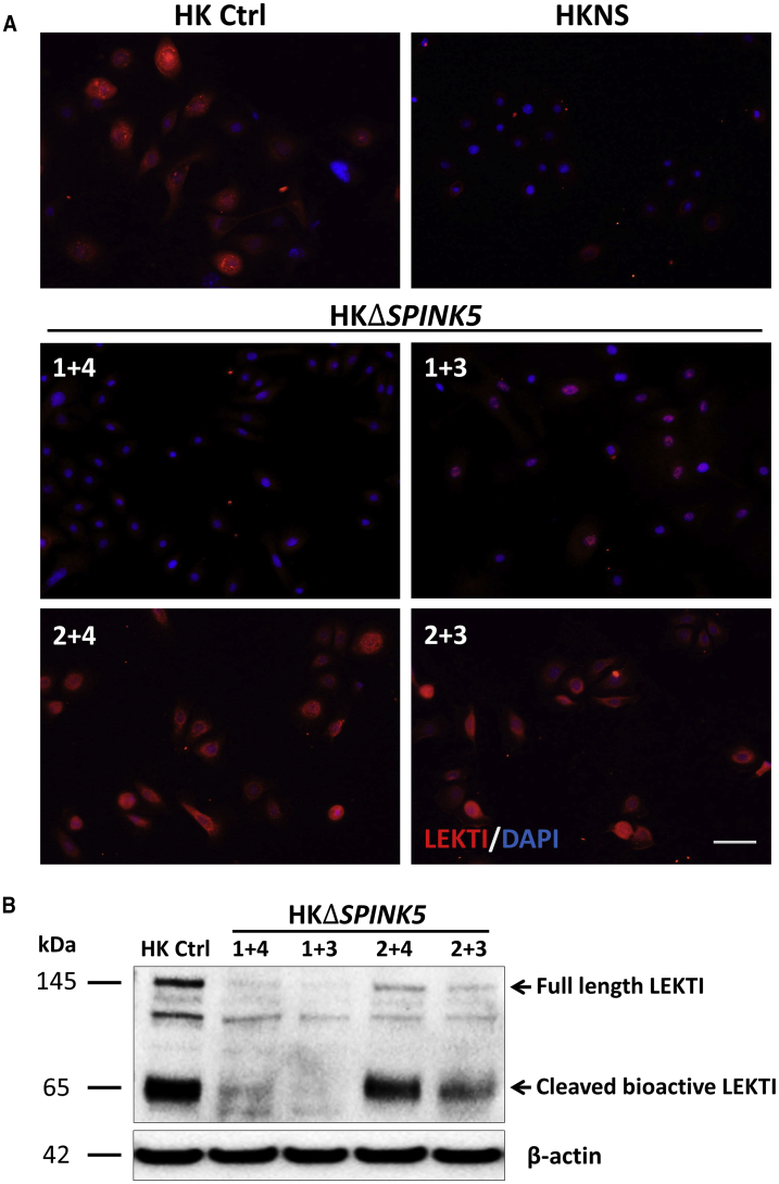 Figure 2