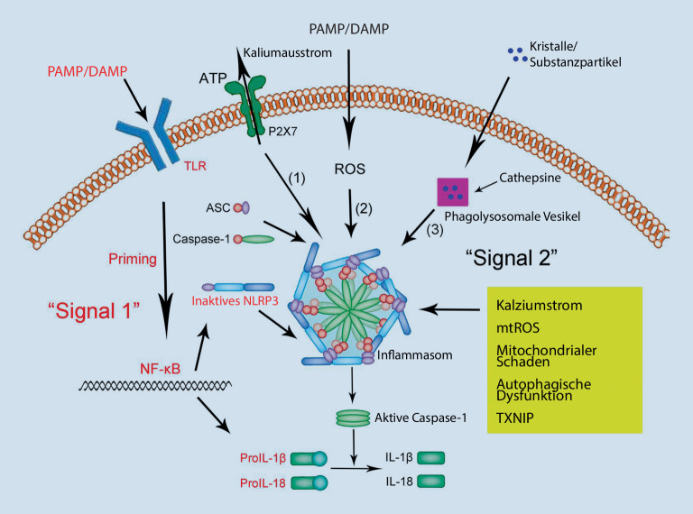 graphic file with name 108_2022_1320_Fig1_HTML.jpg