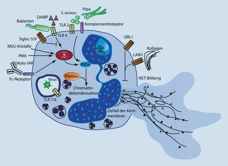 graphic file with name 108_2022_1320_Fig2_HTML.jpg