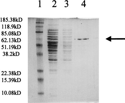 FIG. 5