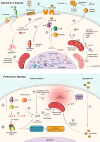 Molecular processes in neurodegenerative diseases. Alzheimer’s disease (AD)