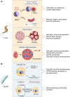 Glycolytic dysregulation effect during Trypanosoma cruzi and Toxoplasma gondii borne diseases