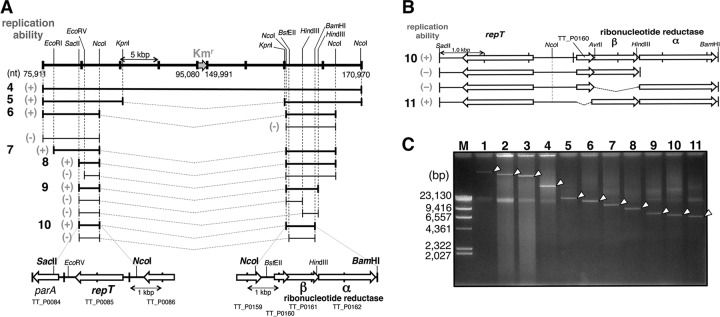 FIG 2