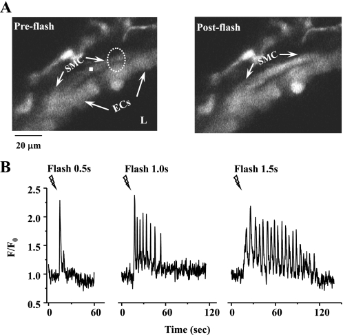 Fig. 6.